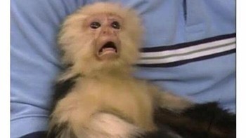 Ternyata sudah selesai gaes, series yang ditontonnya. Foto: Netflix Memes via Bored Panda