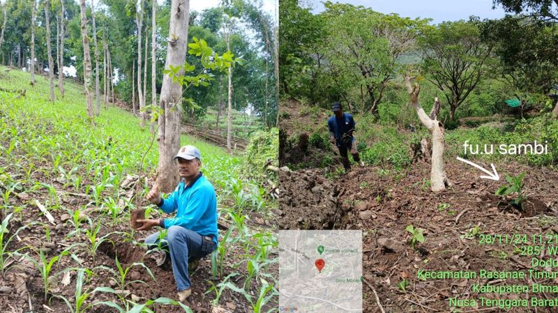 Aipda Jurahman melestarikan pohon kesambi di Desa Ndori, Bima, NTB