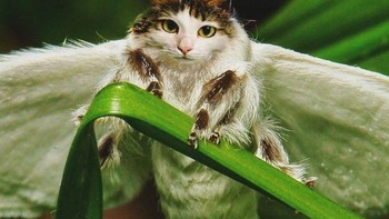 Kala kucing punya sayap dan tanduk. (Foto: Boredpanda)