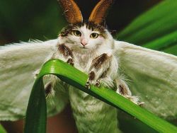 Begini Jadinya Jika Si Kucing Dipadukan Dengan Tubuh Hewan Lain