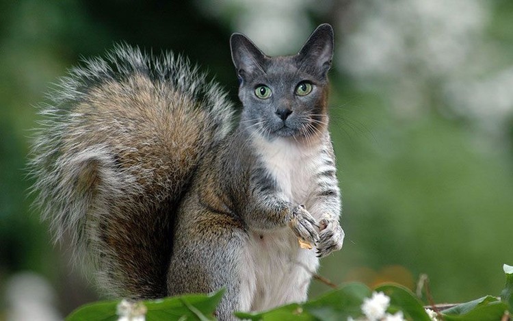 Begini Jadinya Jika Si Kucing Dipadukan Dengan Tubuh Hewan Lain