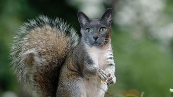 Tupai mirip kucing? (Foto: Boredpanda)