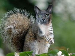 Begini Jadinya Jika Si Kucing Dipadukan Dengan Tubuh Hewan Lain