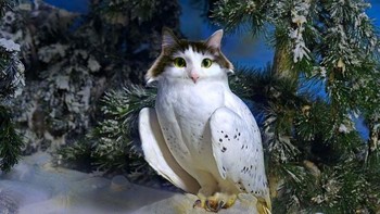 Perpaduan kucing dengan burung hantu. (Foto: Boredpanda)