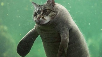 Kucing laut. (Foto: Boredpanda)