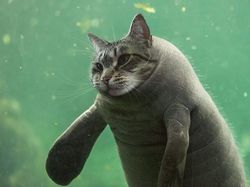 Begini Jadinya Jika Si Kucing Dipadukan Dengan Tubuh Hewan Lain