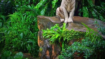 Gemas! badan singa kepala kucing. (oto: Boredpanda)