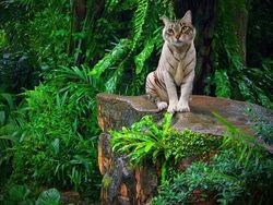 Begini Jadinya Jika Si Kucing Dipadukan Dengan Tubuh Hewan Lain