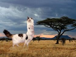 Begini Jadinya Jika Si Kucing Dipadukan Dengan Tubuh Hewan Lain