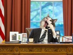 Begini Jadinya Jika Si Kucing Dipadukan Dengan Tubuh Hewan Lain