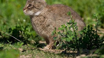 Ketika punya telinga panjang seperti kelinci. (Foto: Boredpanda)