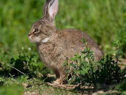 Begini Jadinya Jika Si Kucing Dipadukan Dengan Tubuh Hewan Lain