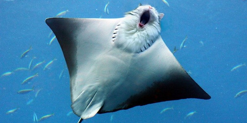 Begini Jadinya Jika Si Kucing Dipadukan Dengan Tubuh Hewan Lain
Begini Jadinya Jika Si Kucing Dipadukan Dengan Tubuh Hewan Lain