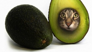 Biji alpukat. (Foto: Boredpanda)