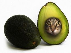 Begini Jadinya Jika Si Kucing Dipadukan Dengan Tubuh Hewan Lain