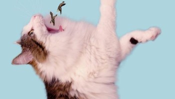 Menyantap makanan. (Foto: Boredpanda)