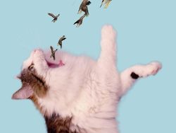 Begini Jadinya Jika Si Kucing Dipadukan Dengan Tubuh Hewan Lain