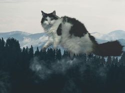 Begini Jadinya Jika Si Kucing Dipadukan Dengan Tubuh Hewan Lain