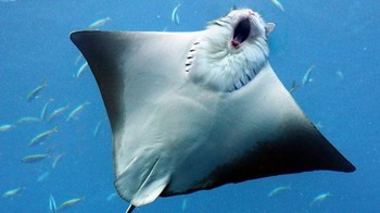 Berenang di lautan seperti ikan pari. (Foto: Boredpanda)