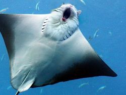 Begini Jadinya Jika Si Kucing Dipadukan Dengan Tubuh Hewan Lain