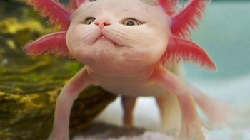 Lucu atau seram rupa kucing ini? (Foto: Boredpanda)