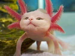 Begini Jadinya Jika Si Kucing Dipadukan Dengan Tubuh Hewan Lain