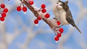 Burung kucing. (Foto: Boredpanda)