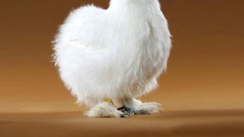 Ayam berkepala kucing. (Foto: Boredpanda)