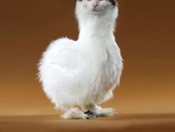 Begini Jadinya Jika Si Kucing Dipadukan Dengan Tubuh Hewan Lain