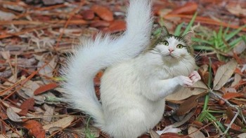 Kucing berbadan tupai. (Foto: Boredpanda)