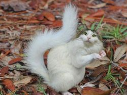 Begini Jadinya Jika Si Kucing Dipadukan Dengan Tubuh Hewan Lain