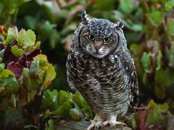 Begini Jadinya Jika Si Kucing Dipadukan Dengan Tubuh Hewan Lain