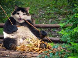 Begini Jadinya Jika Si Kucing Dipadukan Dengan Tubuh Hewan Lain