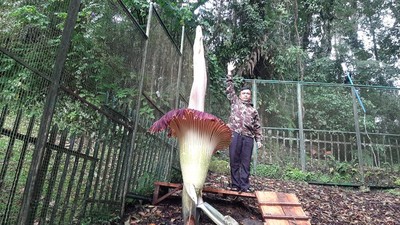 Potret Bunga Bangkai Mekar di Kebun Raya Cibodas, Tingginya Nyaris 3 Meter!