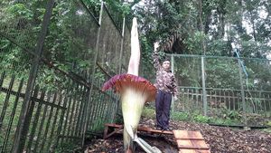 Potret Bunga Bangkai Mekar di Kebun Raya Cibodas, Tingginya Nyaris 3 Meter!