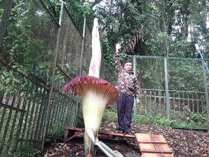 Potret Bunga Bangkai Mekar di Kebun Raya Cibodas, Tingginya Nyaris 3 Meter!