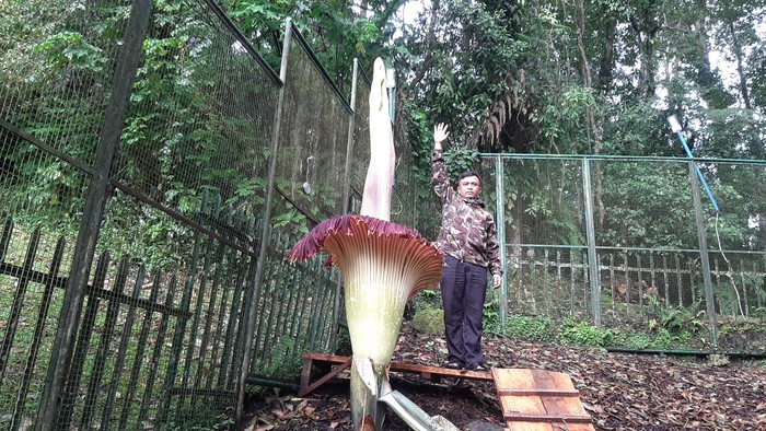 Bunga bangkai di Kebun Raya Cibodas mekar sempurna pada Senin 17 Februari 2025 Bunga bangkai di Kebun Raya Cibodas mekar sempurna pada Senin 17 Februari 2025
