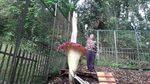 Potret Bunga Bangkai Mekar di Kebun Raya Cibodas, Tingginya Nyaris 3 Meter!