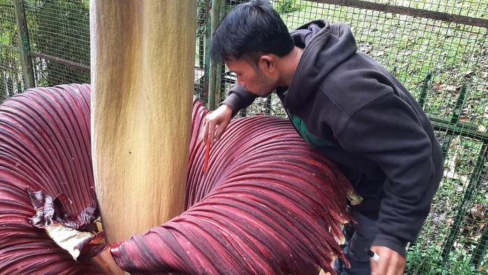 Bunga bangkai di Kebun Raya Cibodas mekar sempurna pada Senin 17 Februari 2025