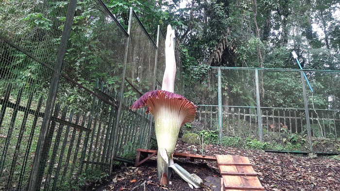 Bunga bangkai di Kebun Raya Cibodas mekar sempurna pada Senin 17 Februari 2025 Bunga bangkai di Kebun Raya Cibodas mekar sempurna pada Senin 17 Februari 2025
