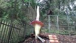 Potret Bunga Bangkai Mekar di Kebun Raya Cibodas, Tingginya Nyaris 3 Meter!
