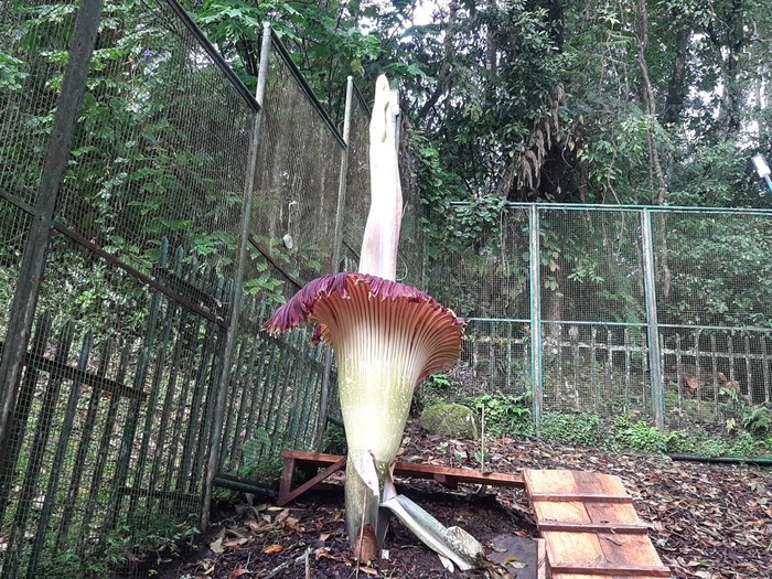 Bunga bangkai di Kebun Raya Cibodas mekar Senin (17/2/2025) ini