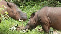 Ratu dan Delilah Bunting, Way Kambas Bersiap Sambut Dua Badak Baru