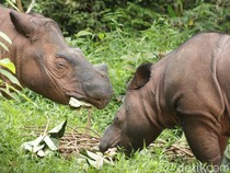 Ini Satu-satunya Lokasi Berkembang Biak Badak Sumatera di Dunia