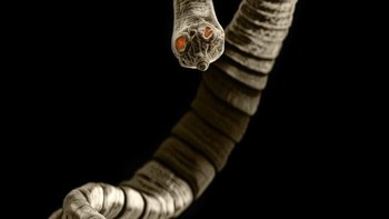 Scolex cacing pita. Scolex adalah bagian kepala cacing pita. Scolex dilengkapi dengan sucker (penghisap) dan kait. Fungsinya adalah untuk menempel pada dinding usus inang. Foto: David Maitland via Petapixel  