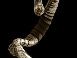 Hii! Wujud Cacing Parasit yang Menempel di Tubuh Hewan Peliharaan