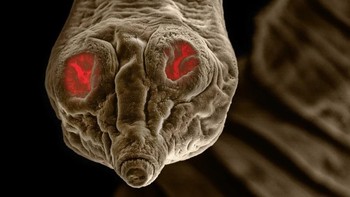 Cacing pita Dipylidium hidup di anjing dan kucing. Panjangnya bisa mencapai 5 meter - hampir setinggi jerapah - mencait lapisan usus hewan peliharaan dan menumbuhkan tubuh panjang seperti pita, menyebabkan berbagai penyakit pada hewan. Foto: David Maitland via Petapixel  