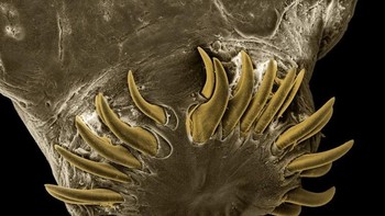 Cacing pita Dipylidium punya kepala cukup kecil sehingga dapat masuk lubang jarum (lebarnya kurang lebih 0,5 mm). Sedangkan tubuhnya jauh lebih besar dan panjangnya mencapai 70 cm.  Foto: David Maitland via Petapixel  