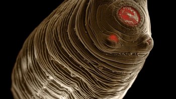 Cacing pita kucing Cysticercus fasciolaris. Parasit ini dapat menginfeksi di otot dan sistem syaraf yang membuat kucing lumpuh dan mengalami gangguan pengelihatan.  Foto: David Maitland via Petapixel  