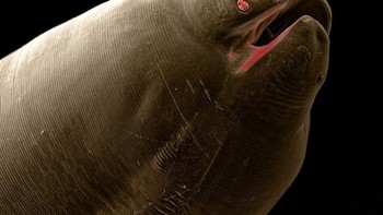 Nematoda Ascaris atau cacing gelang. Parasit ini juga bisa menginfeksi manusia, berpotensi menyebabkan kerusakan series pada pengelihatan anak-anak. Foto: David Maitland via Petapixel